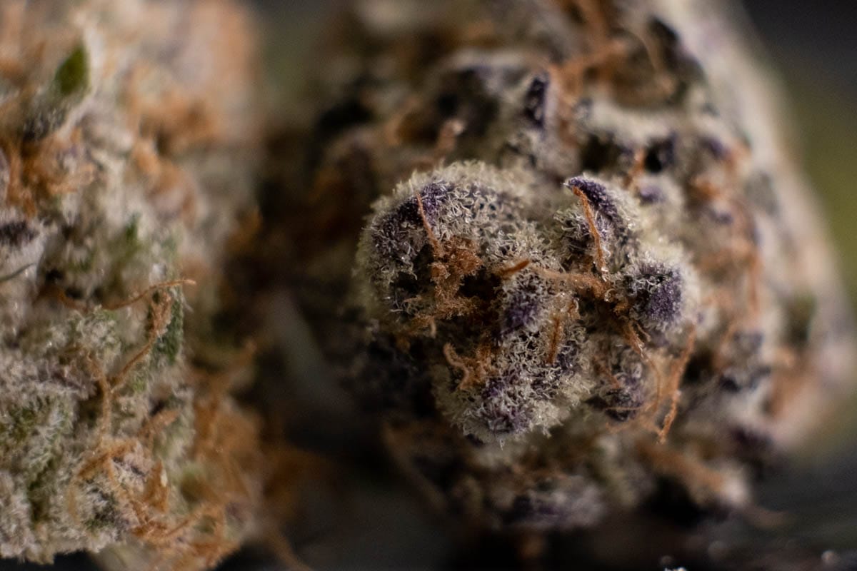 Purple Punch by Mother Earth Farms