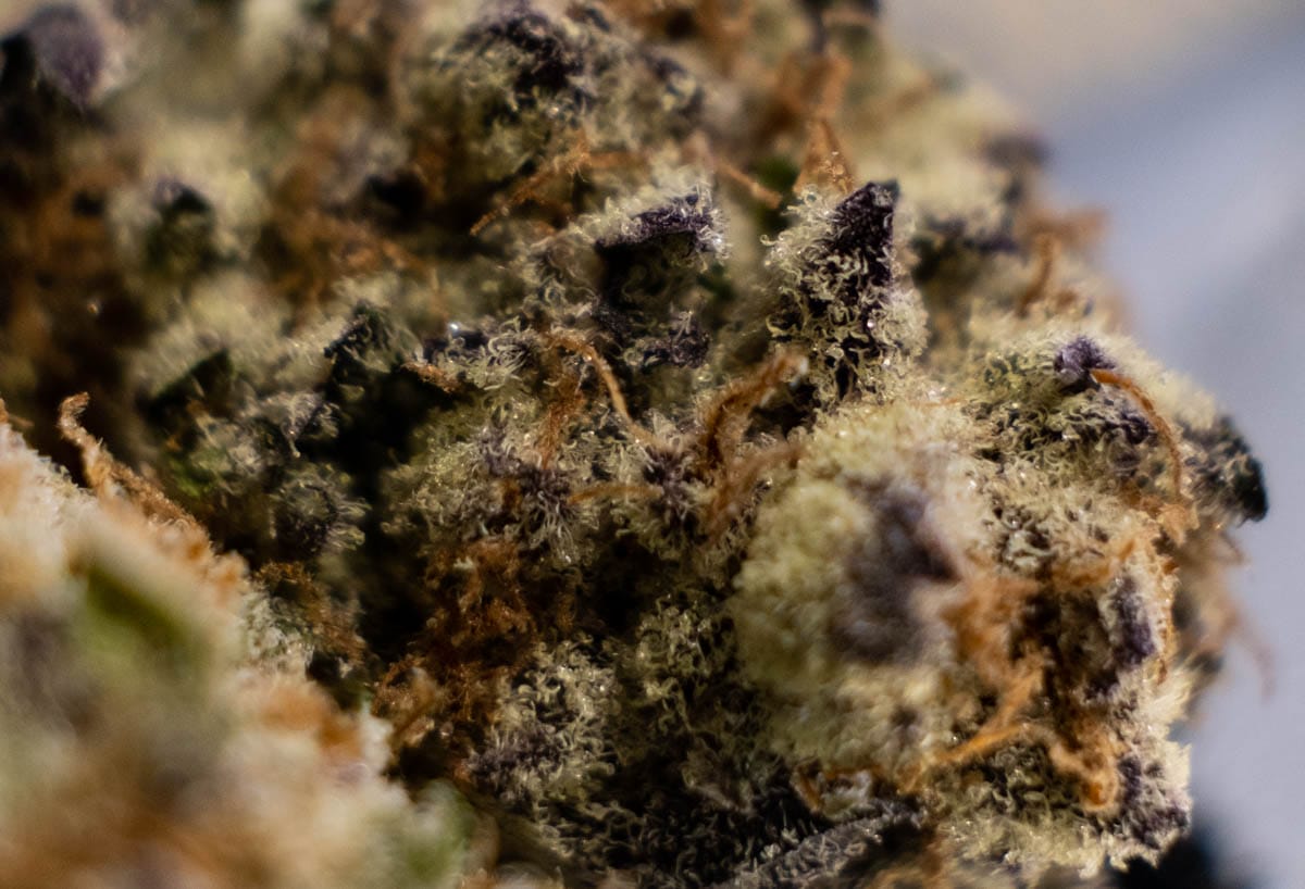 Purple Punch by Mother Earth Farms