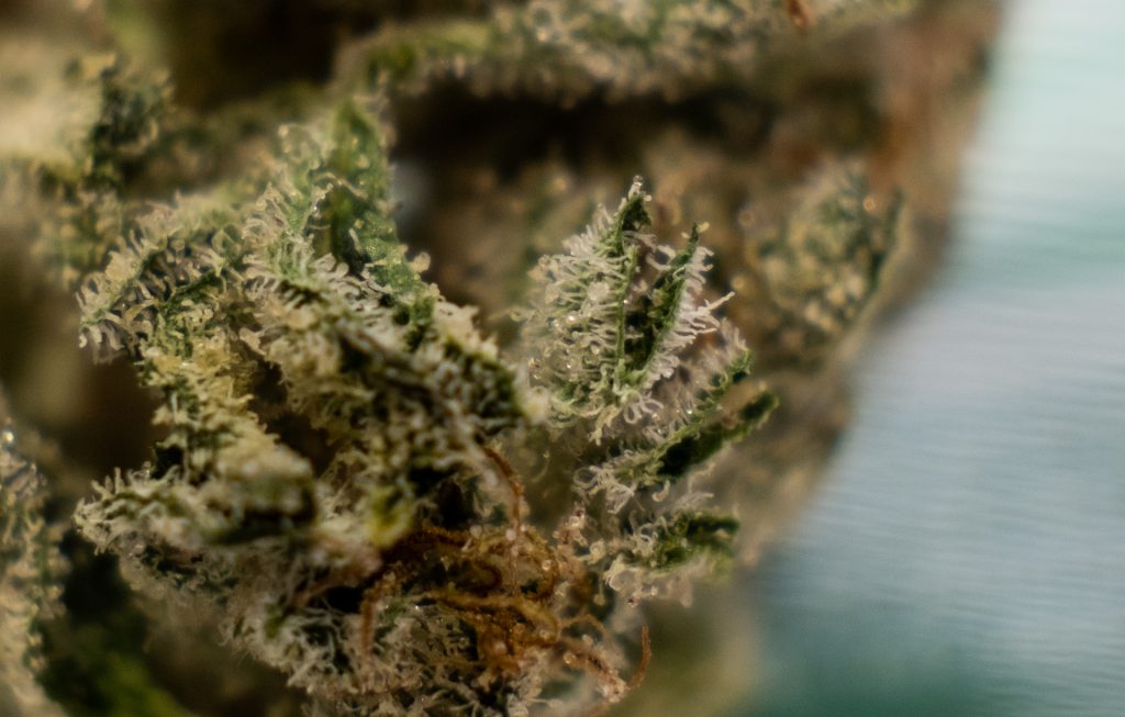 Mahoney Greens – Angel Cake