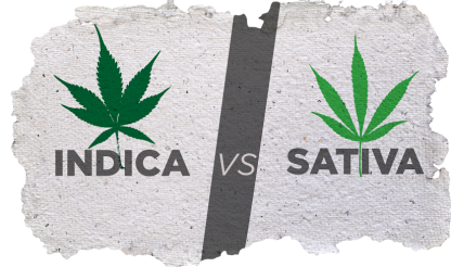 Indica versus Sativa