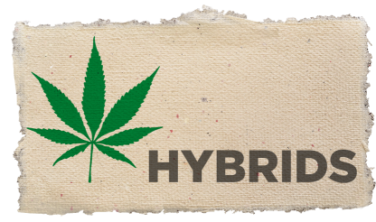 Cannabis Hybrid Label