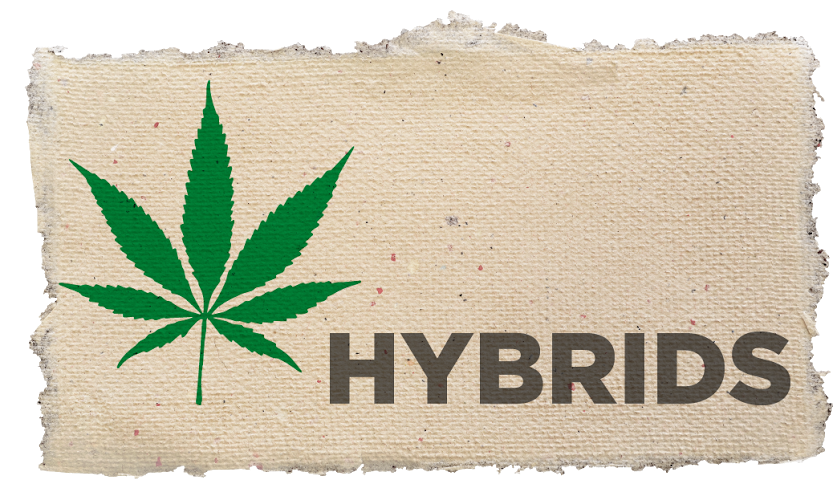 Hybrids: Cannabis 101. 