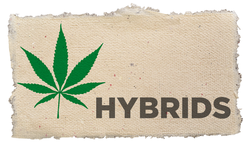 Cannabis Hybrid Label