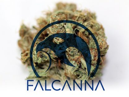 Falcanna Dutch Haze