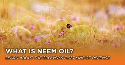 Neem oil blog