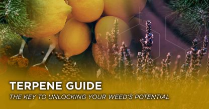 Terpene Blog