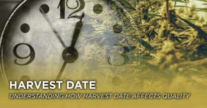 Harvest Date