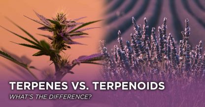 Terpene v terpenoid blog