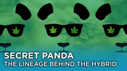 Phat Panda Blog Post