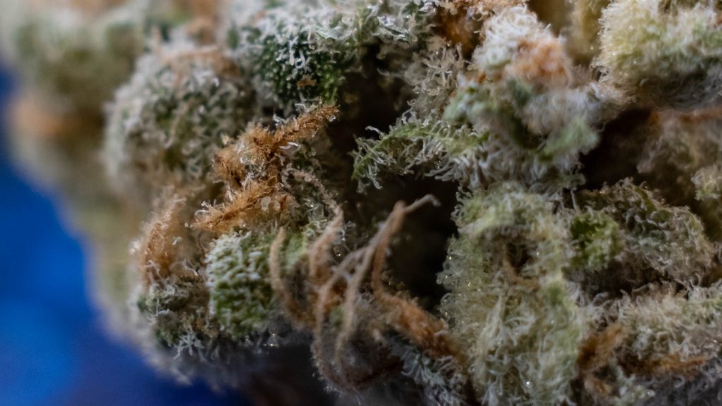 Sundae Driver #10 - 3