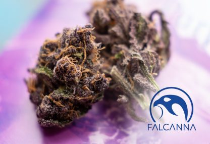 Falcanna Pacific Purple