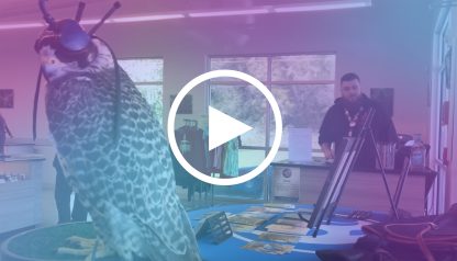 Falcanna Video Header Falcanna Video Header