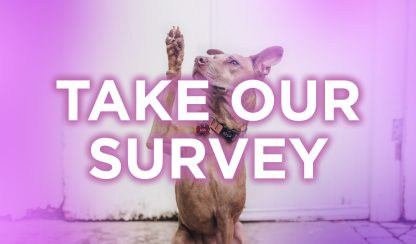 Survey header