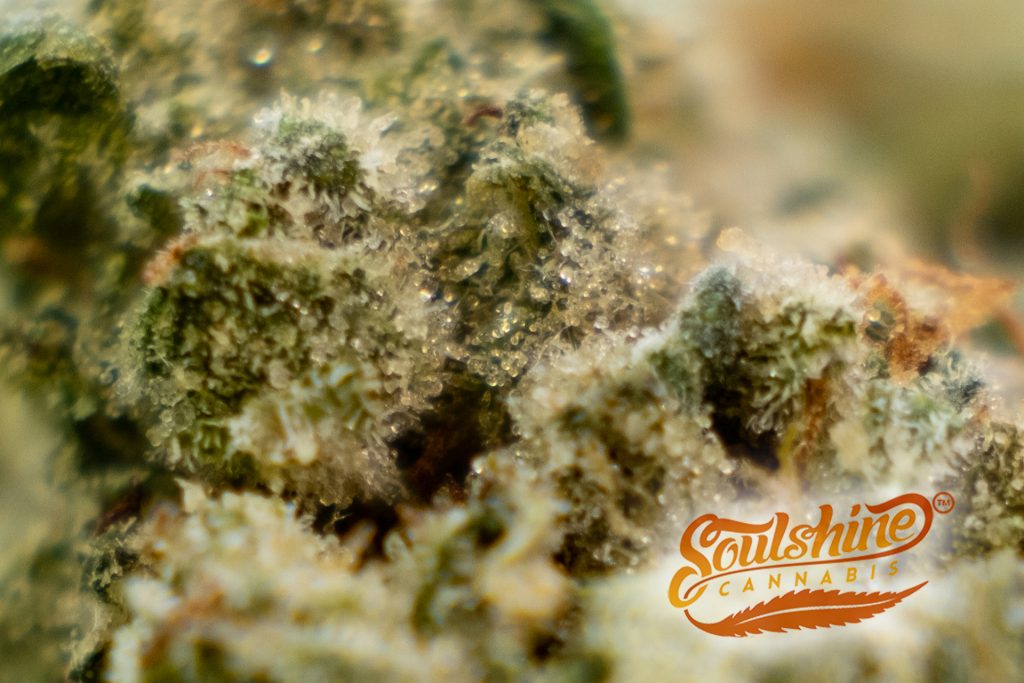 Macro shot of Soulshine's Dawg Walker OG