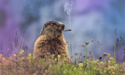 Groundhog-Day-Gif