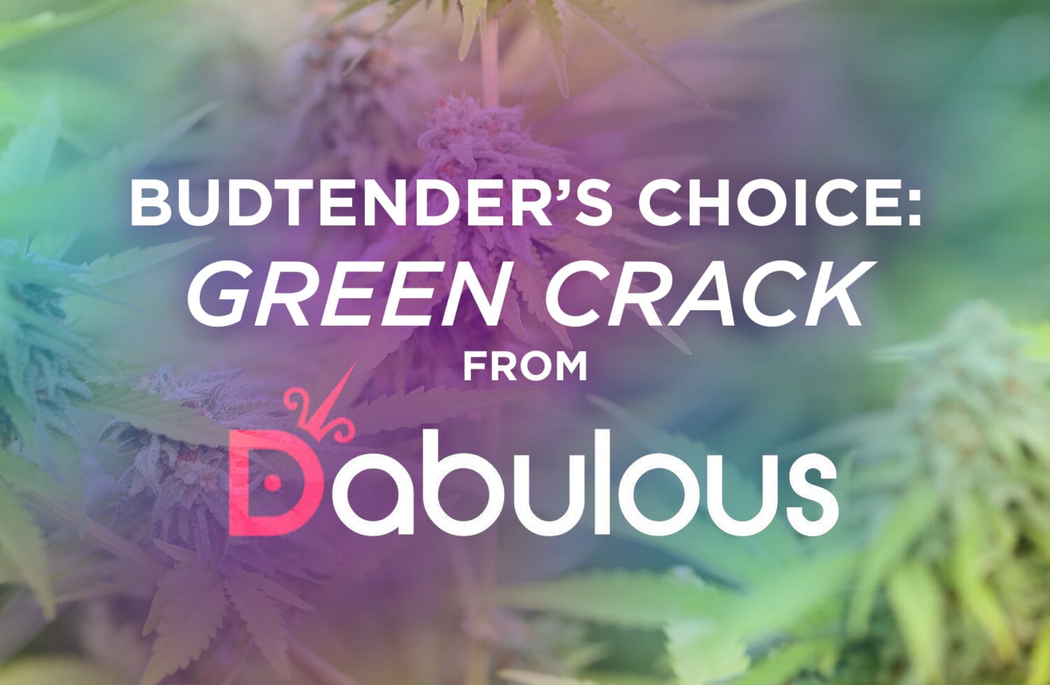 Budtenders Choice 7-21