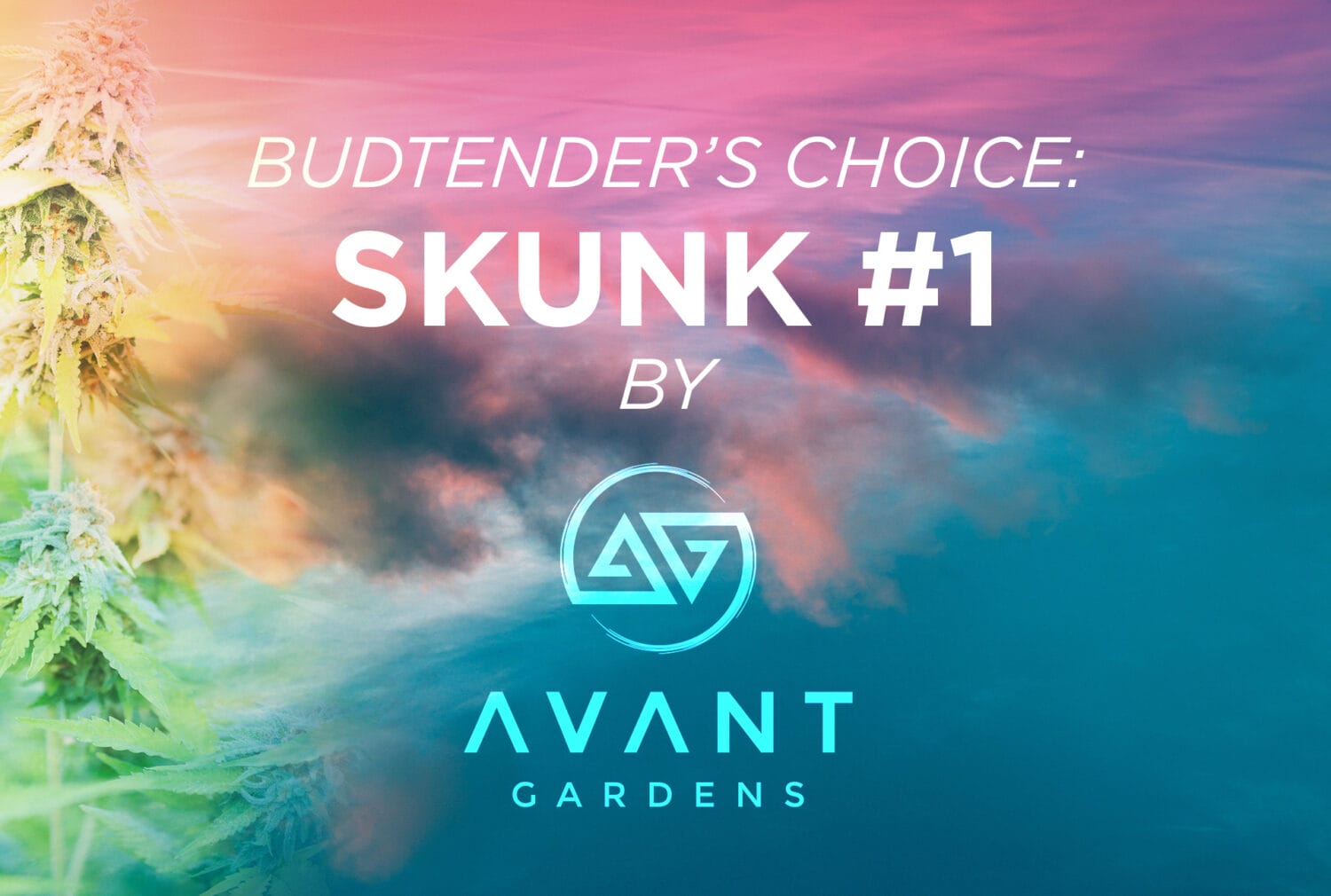 Budtender's Choice Avant