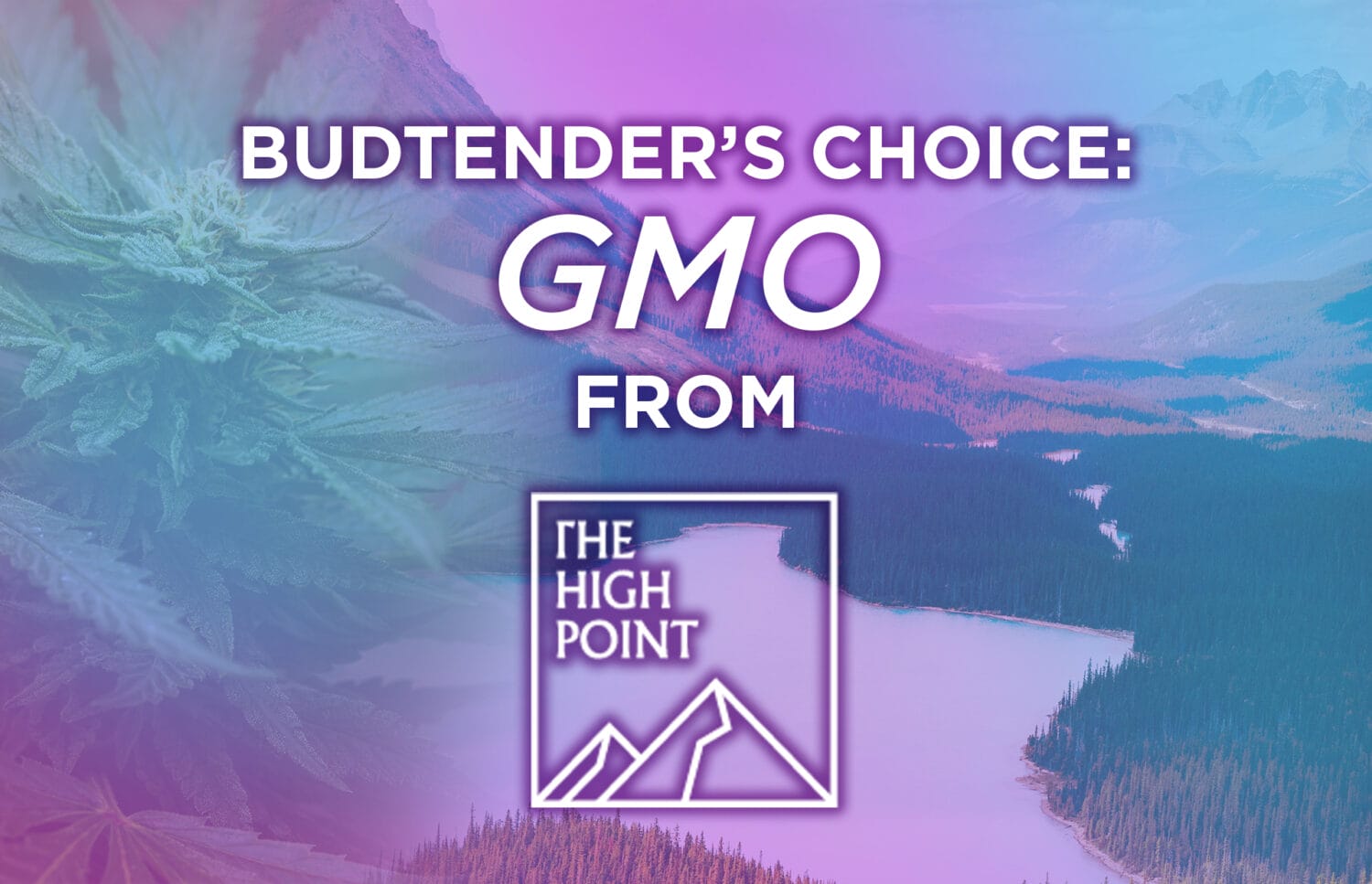 Budtender's Choice - GMO