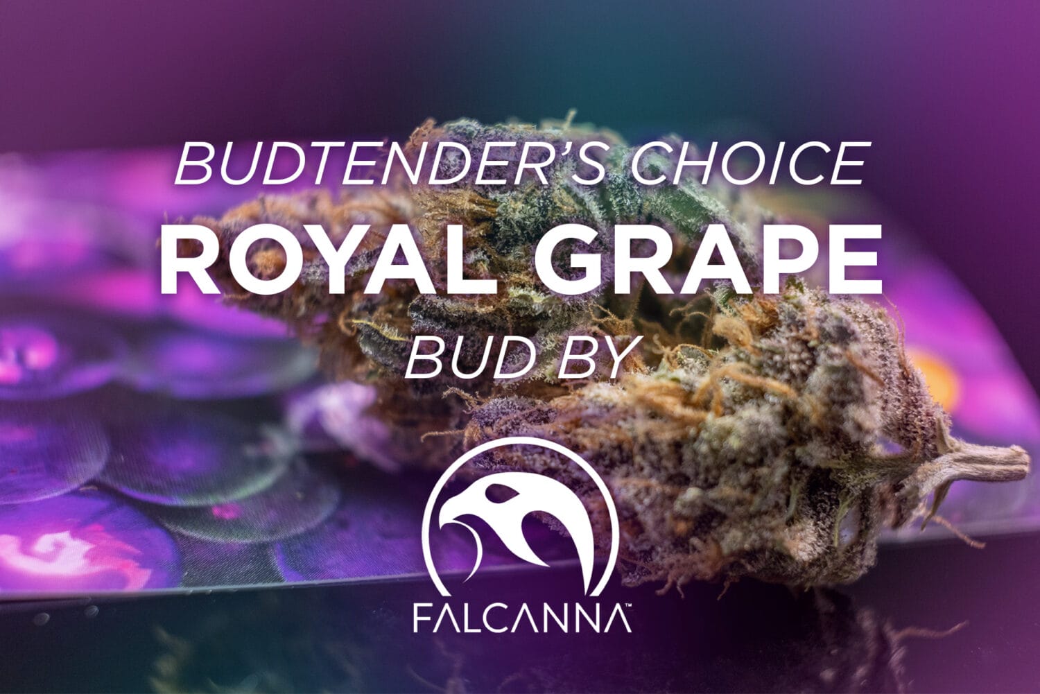 Falcanna Royal Grape BC