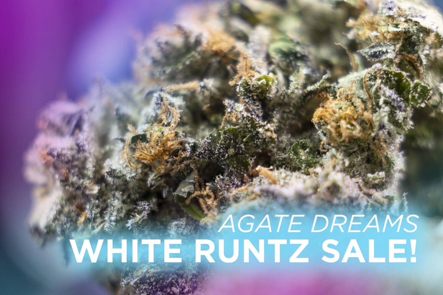 White Runtz Sale