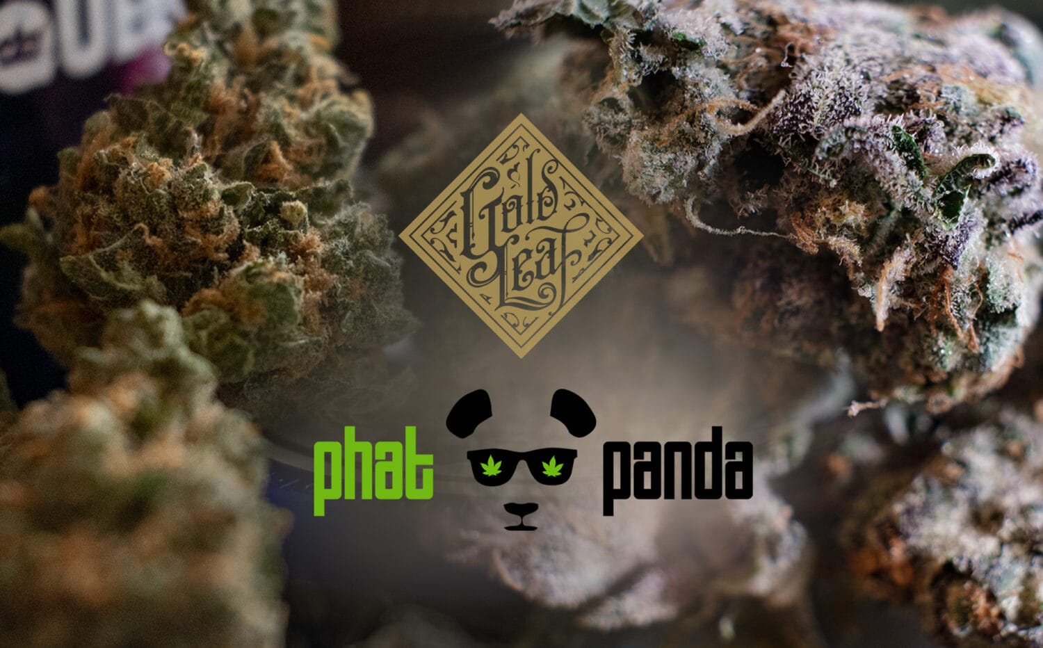 Gold Leaf Phat Panda Blowout Sale