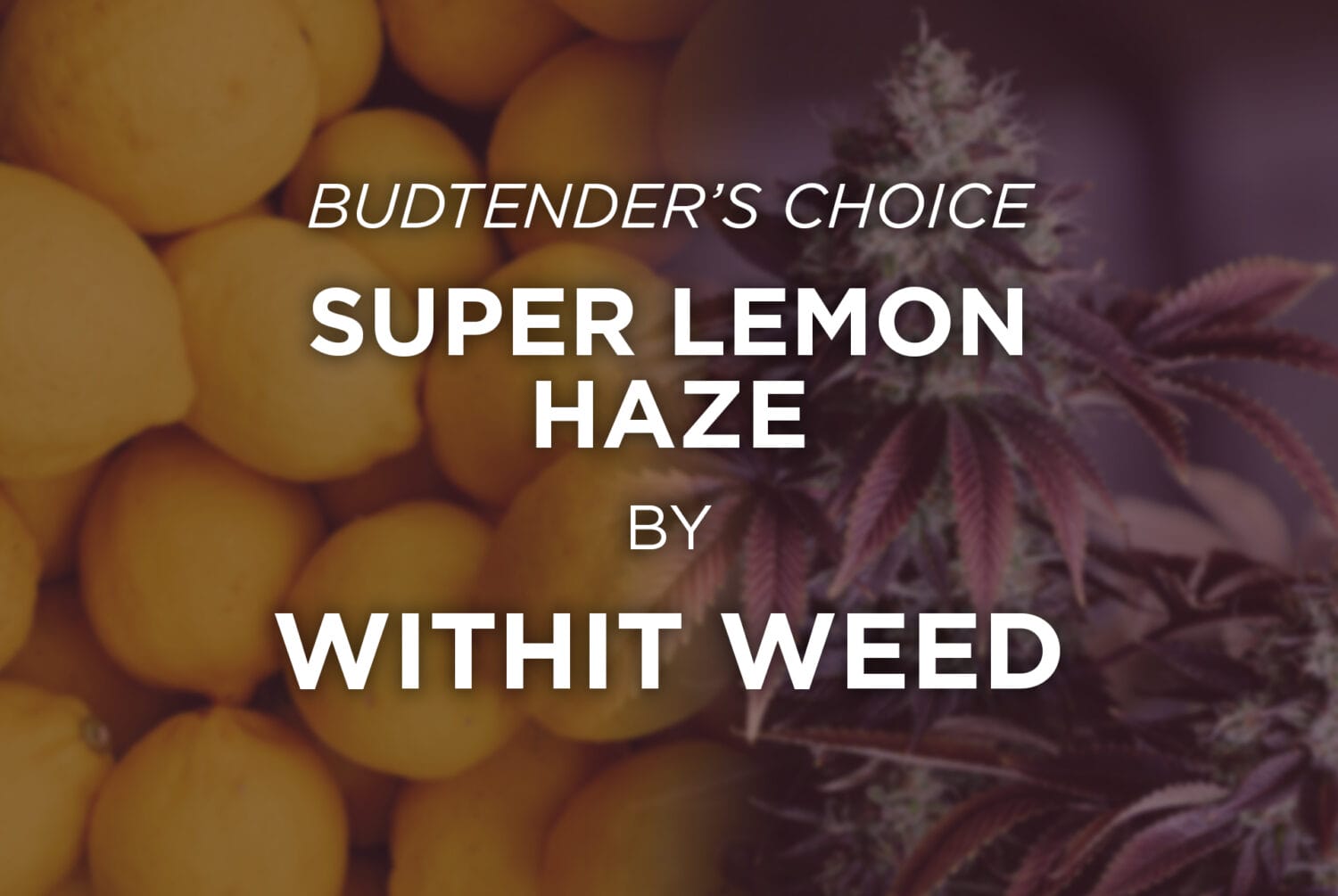 BC-Super Lemon Haze Withit Weed