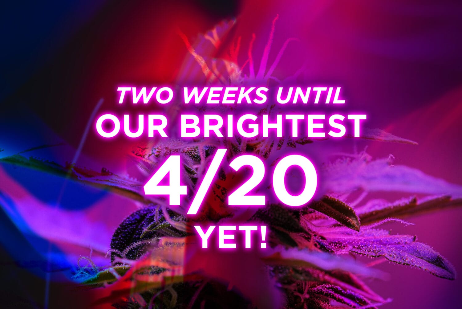 2 weeks to 420