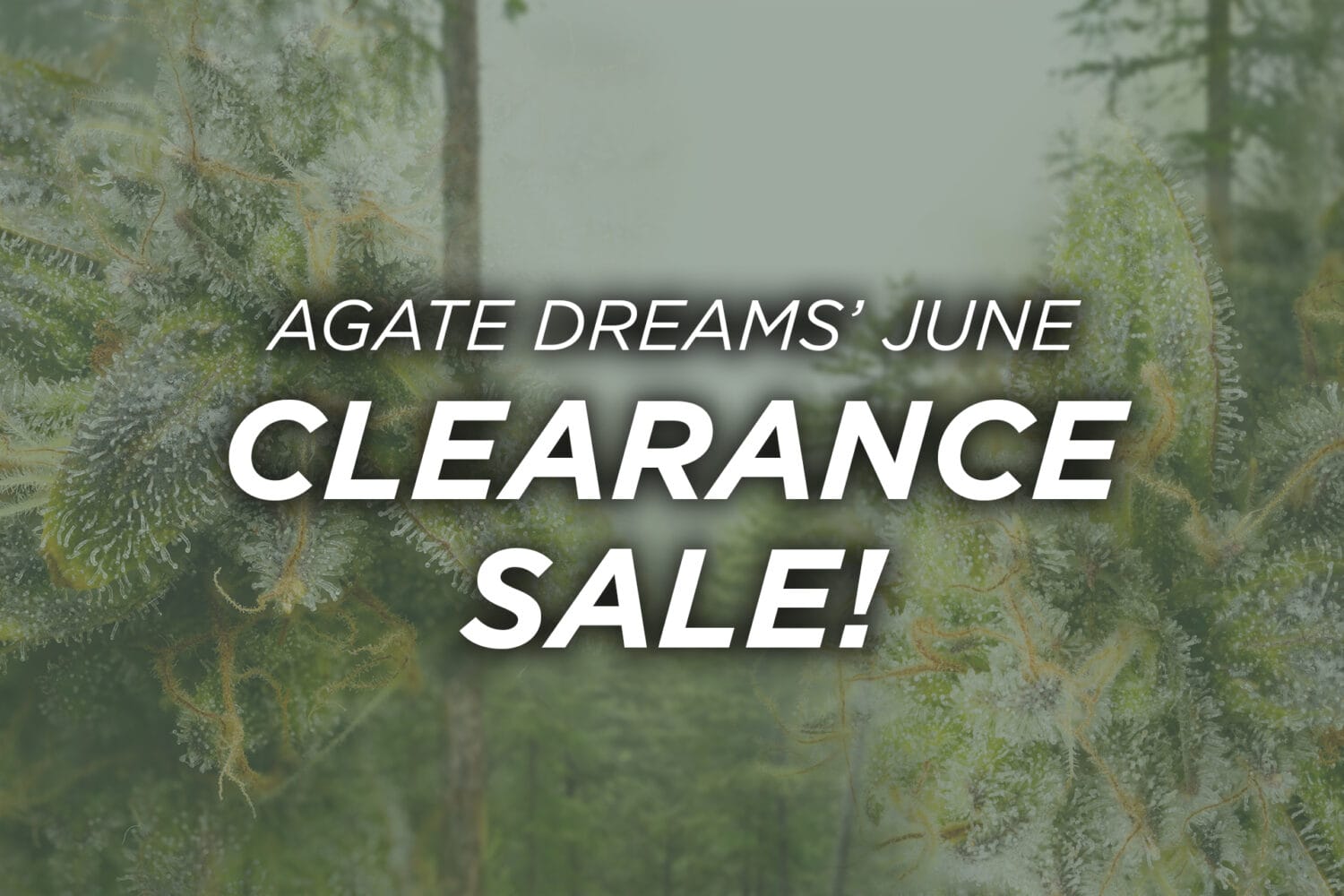 June Clearance Update 2