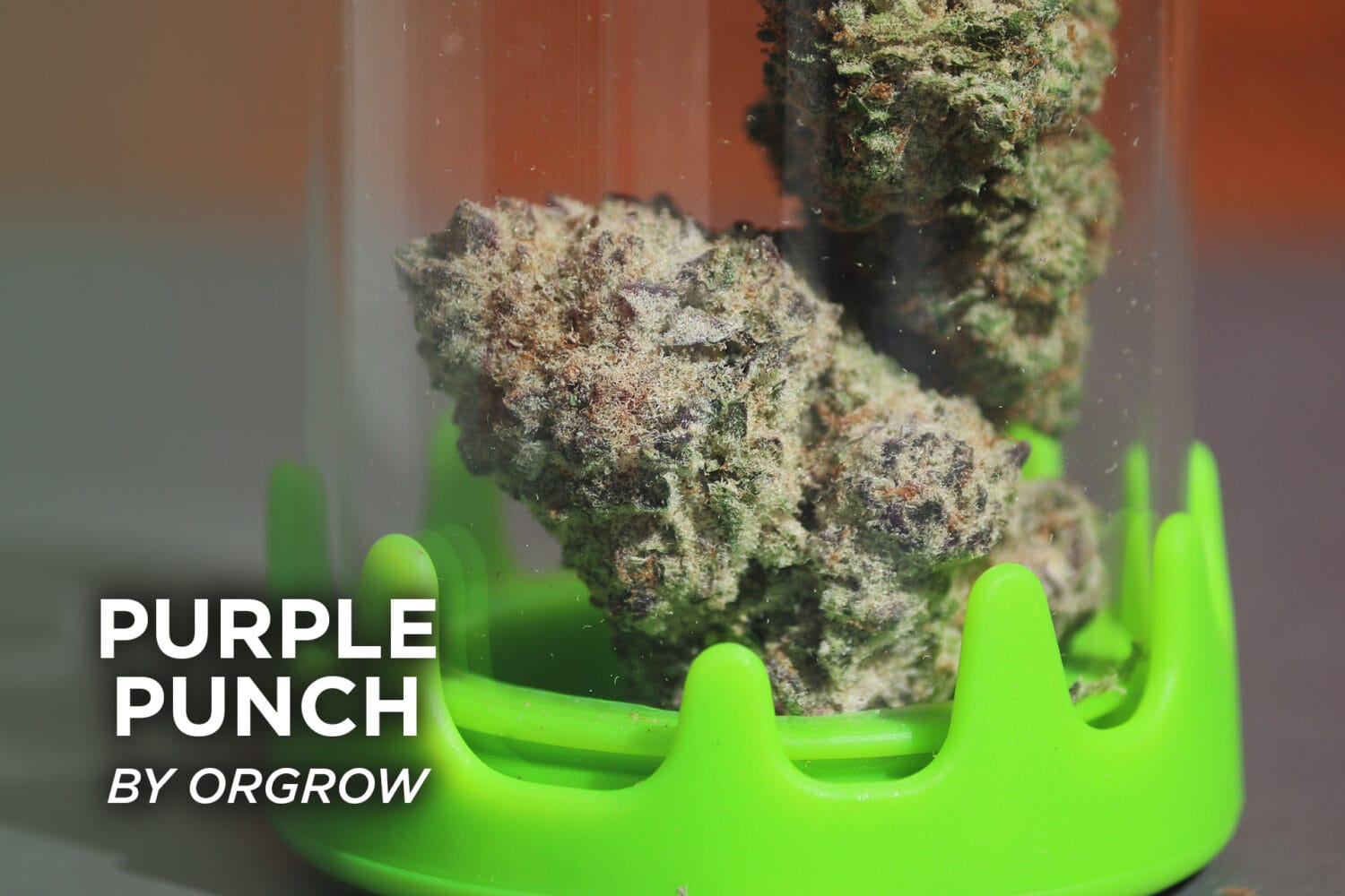 Orgrow -Purple Punch