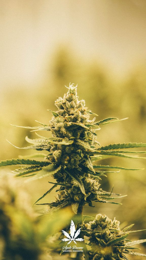 Cannabis Wallpapers for Your Phone