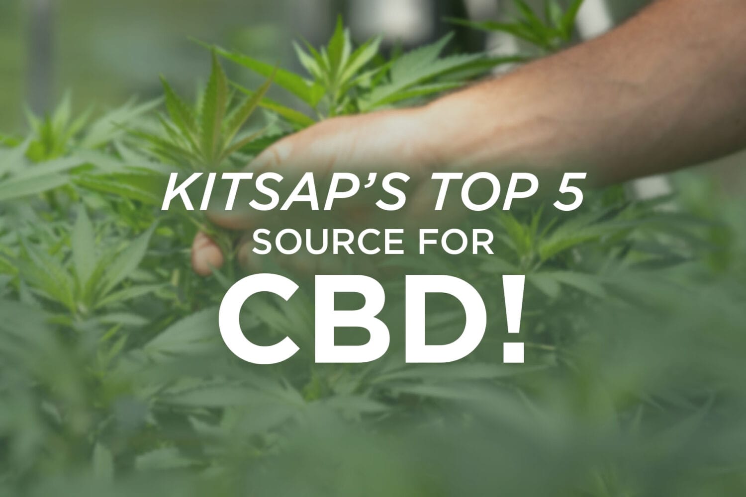 Kitsap Top 5 CBD