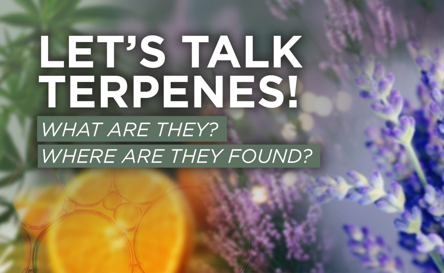 Terpene Blog Header