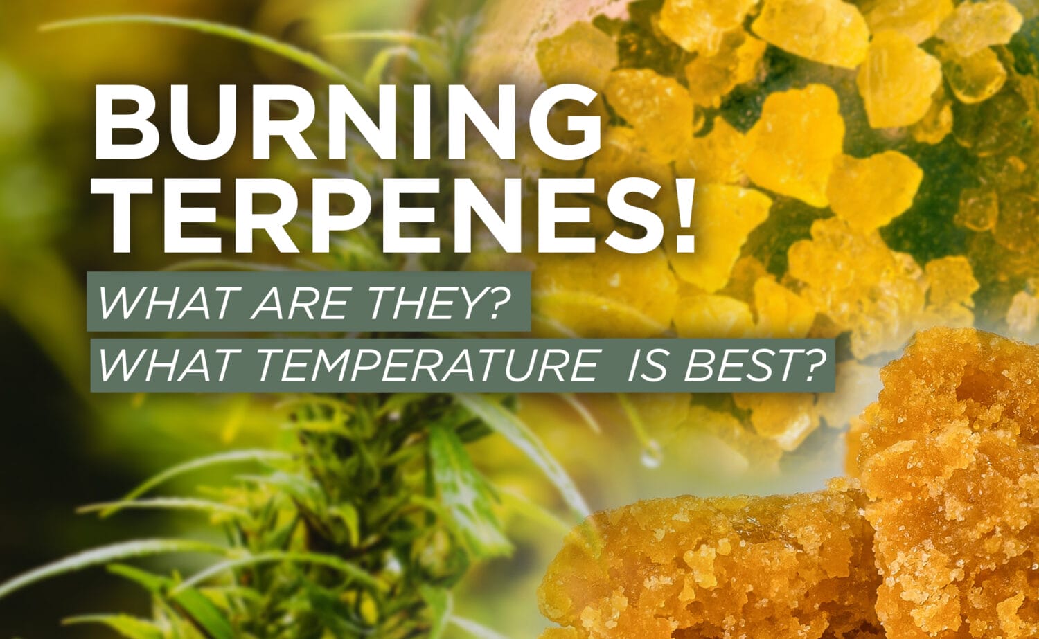 Terpene Temps Blog Header