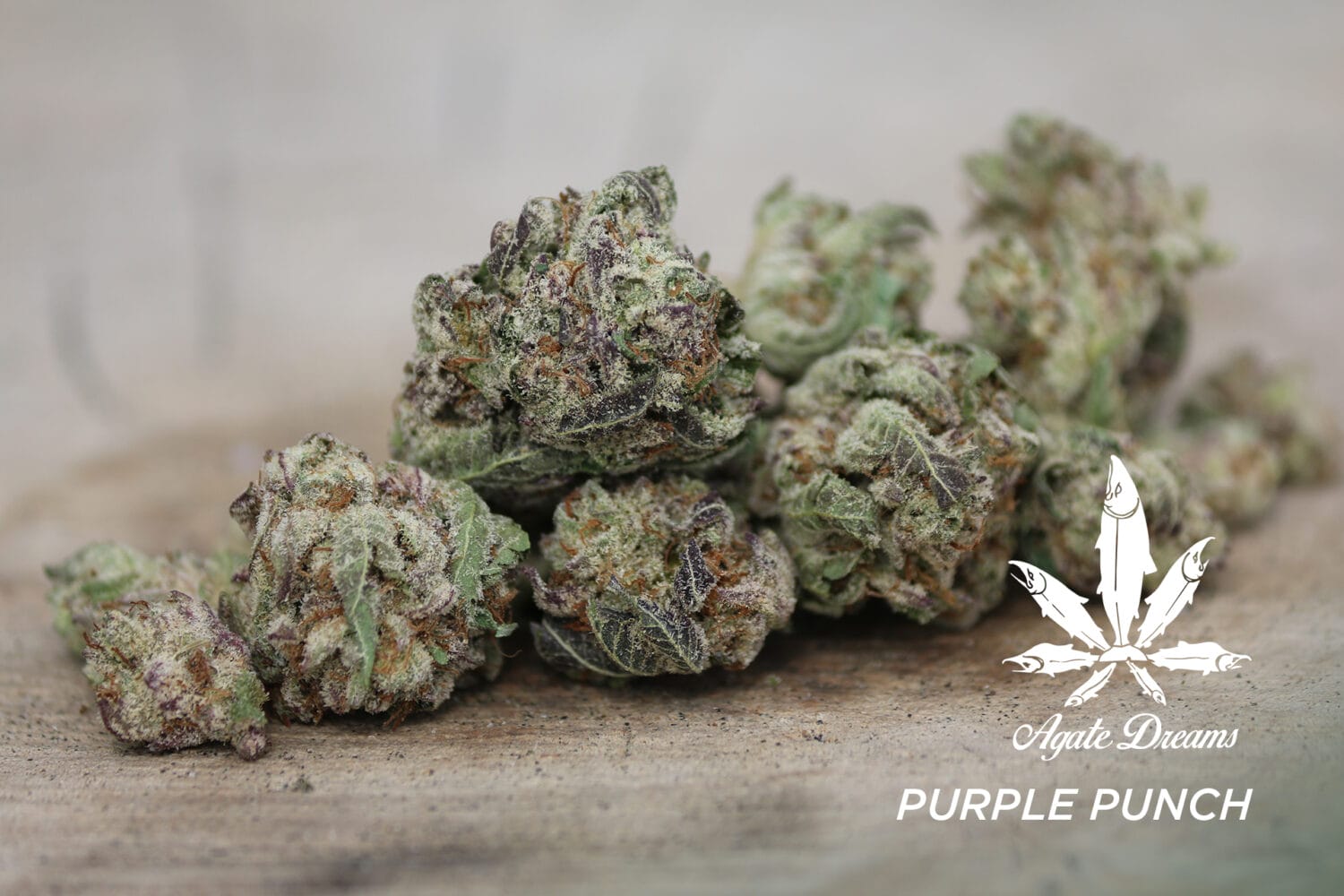 Purple Punch Feature