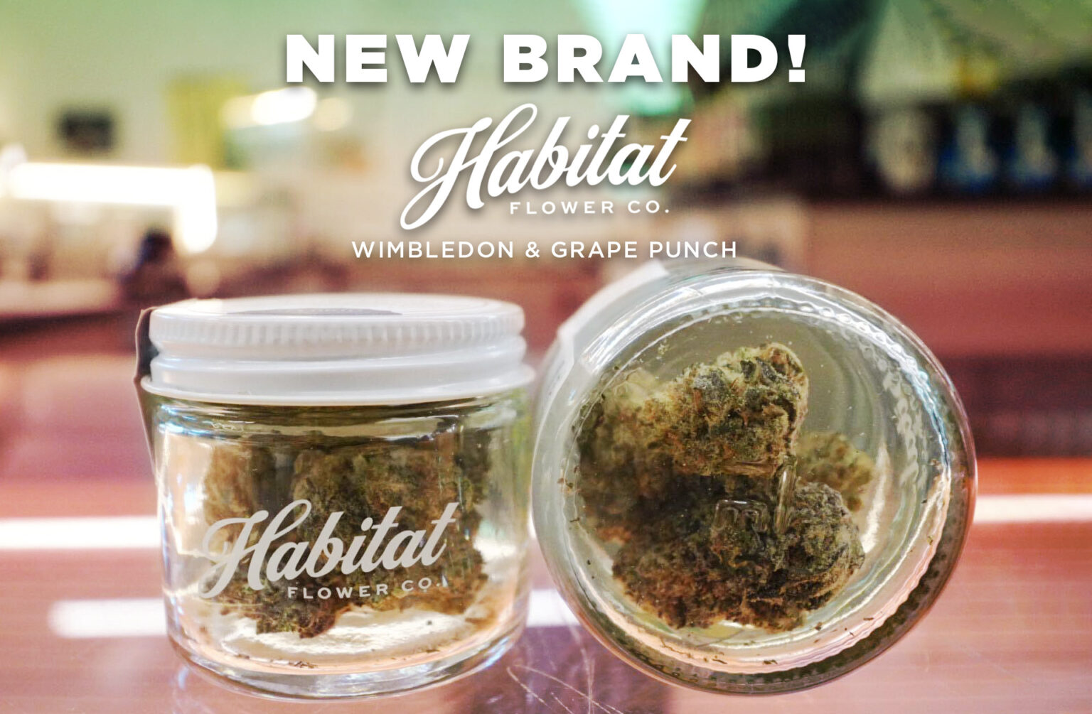 New to Agate Dreams Habitat Flower Company Agate Dreams